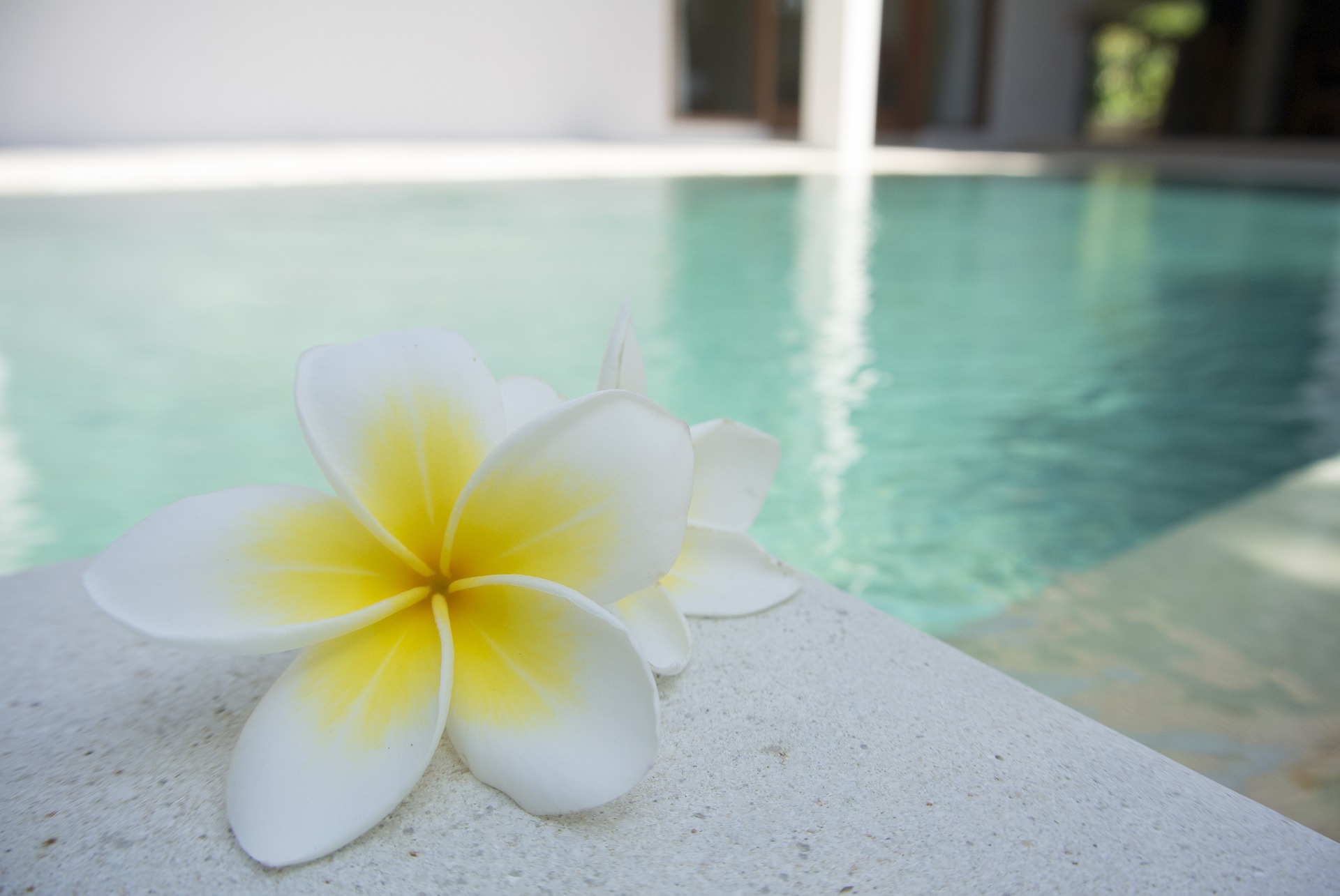 flower-1460889_1920